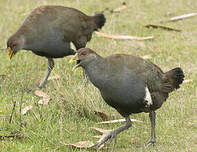 Gallinule de Tasmanie