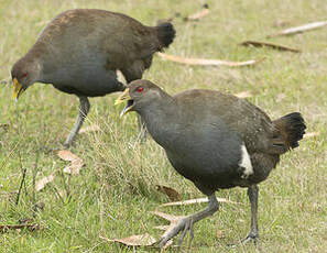 Gallinule de Tasmanie