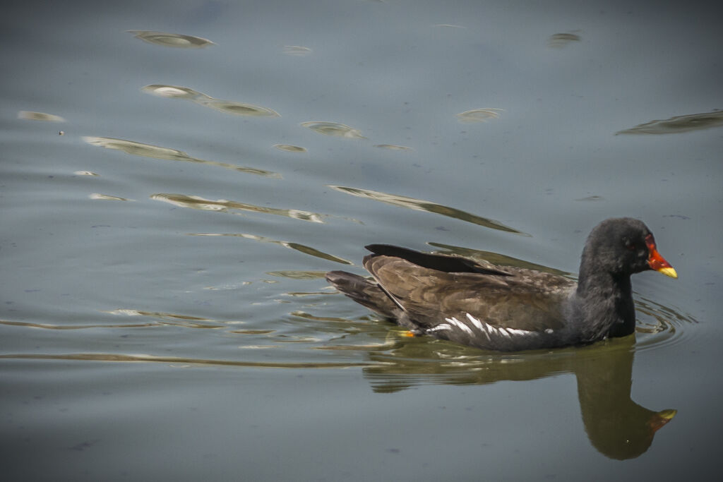 Gallinule poule-d'eau