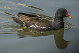 Gallinule poule-d'eau