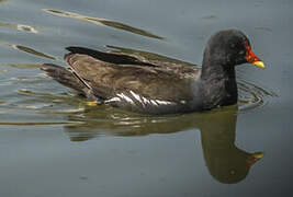 Gallinule poule-d'eau