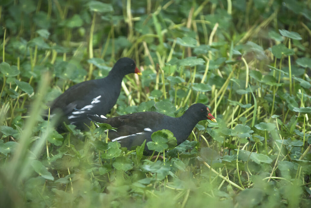 Common Moorhen