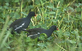 Common Moorhen