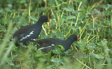 Gallinule poule-d'eau