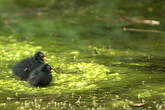 Gallinule poule-d'eau