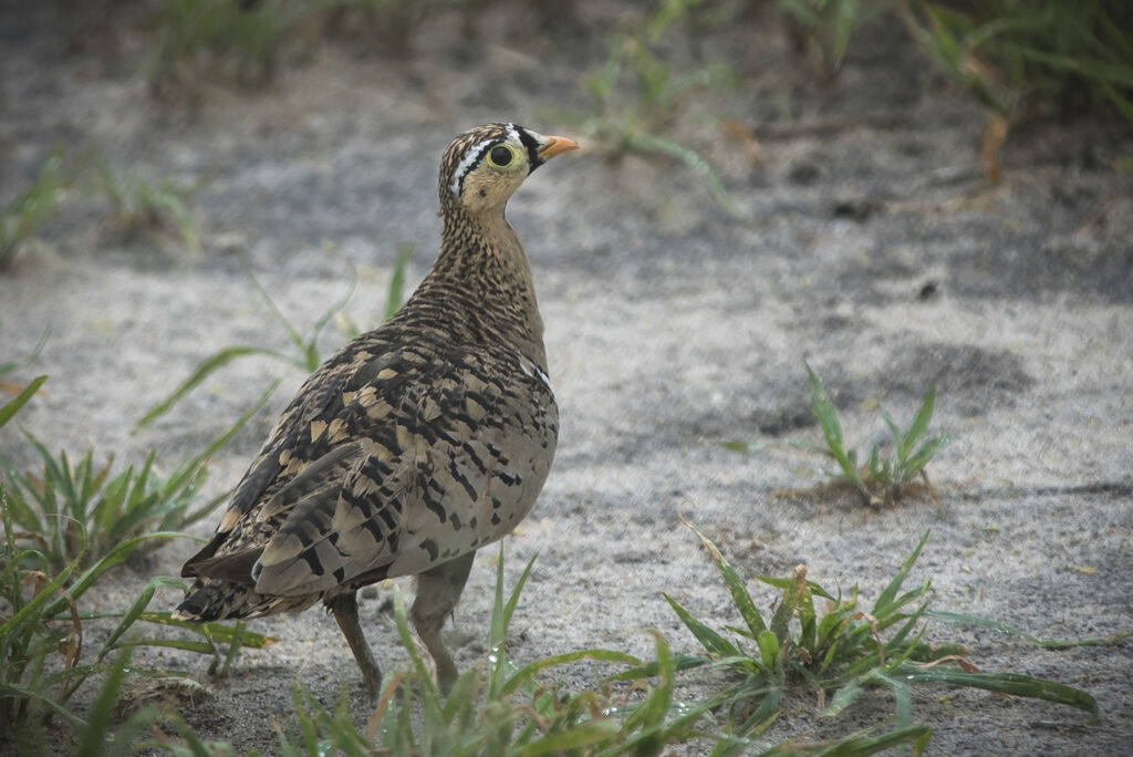 Black-faced Sandgrouse