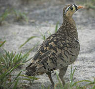 Black-faced Sandgrouse