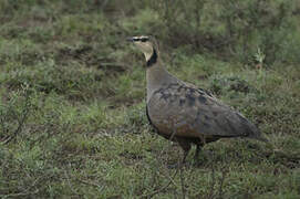 Yellow-throated Sandgrouse