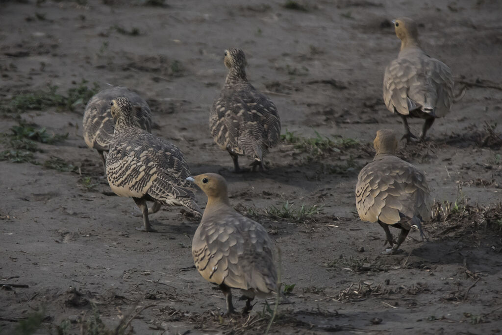 Chestnut-bellied Sandgrouse