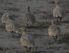 Chestnut-bellied Sandgrouse