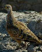 Burchell's Sandgrouse