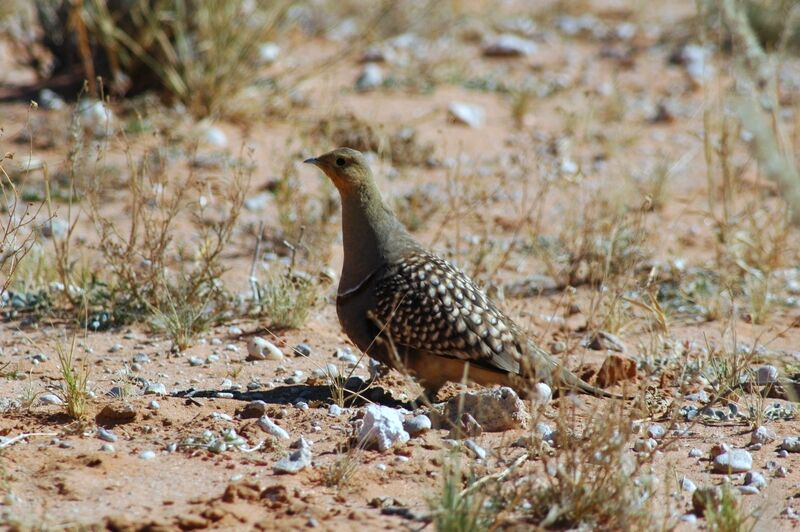 Namaqua Sandgrouse