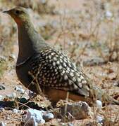 Namaqua Sandgrouse