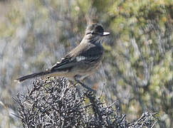 Lesser Shrike-Tyrant