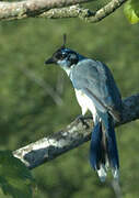 White-throated Magpie-Jay