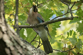 Eurasian Jay