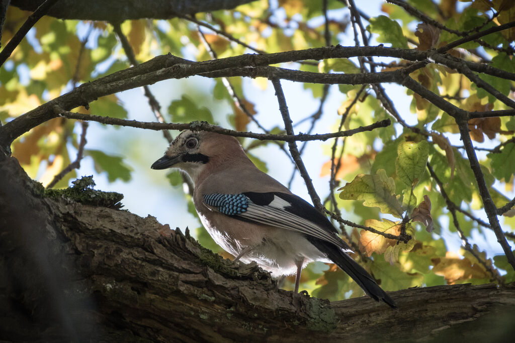 Eurasian Jay