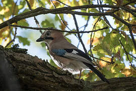 Eurasian Jay