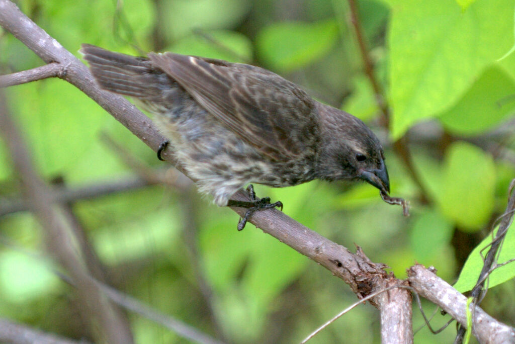 Medium Ground Finch