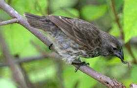 Medium Ground Finch