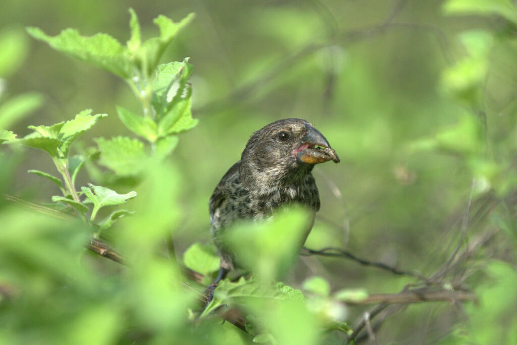 Medium Ground Finch