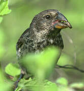 Medium Ground Finch