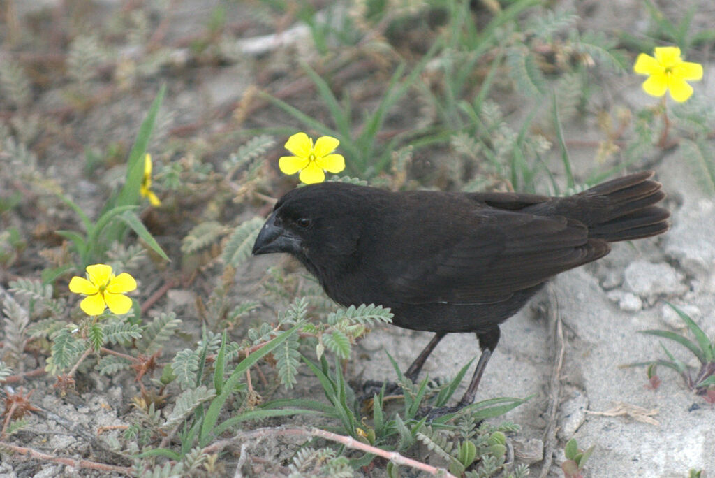 Medium Ground Finch