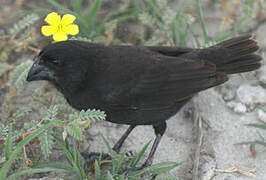 Medium Ground Finch