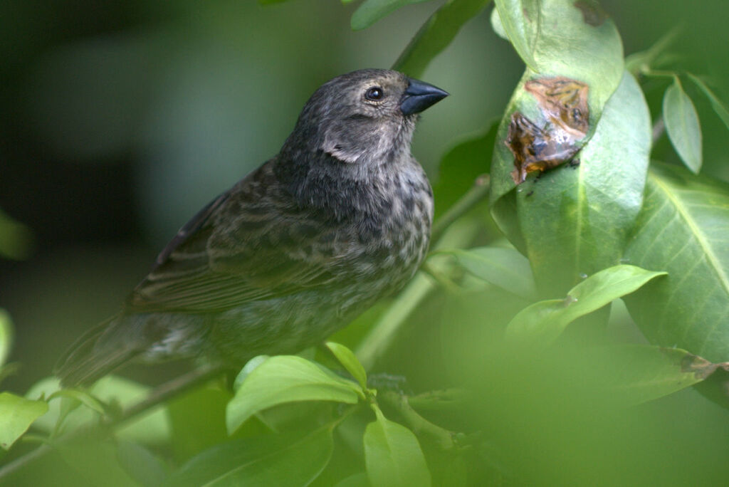 Medium Ground Finch