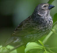 Medium Ground Finch