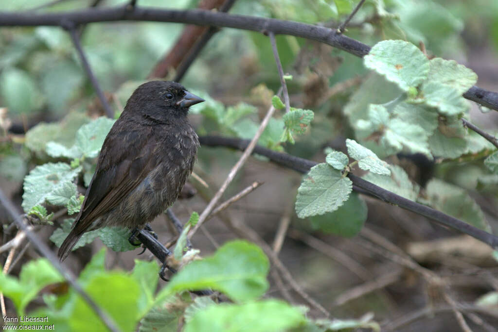 Géospize de Genovesa mâle immature, identification, mue