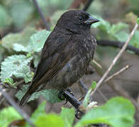 Genovesa Ground Finch