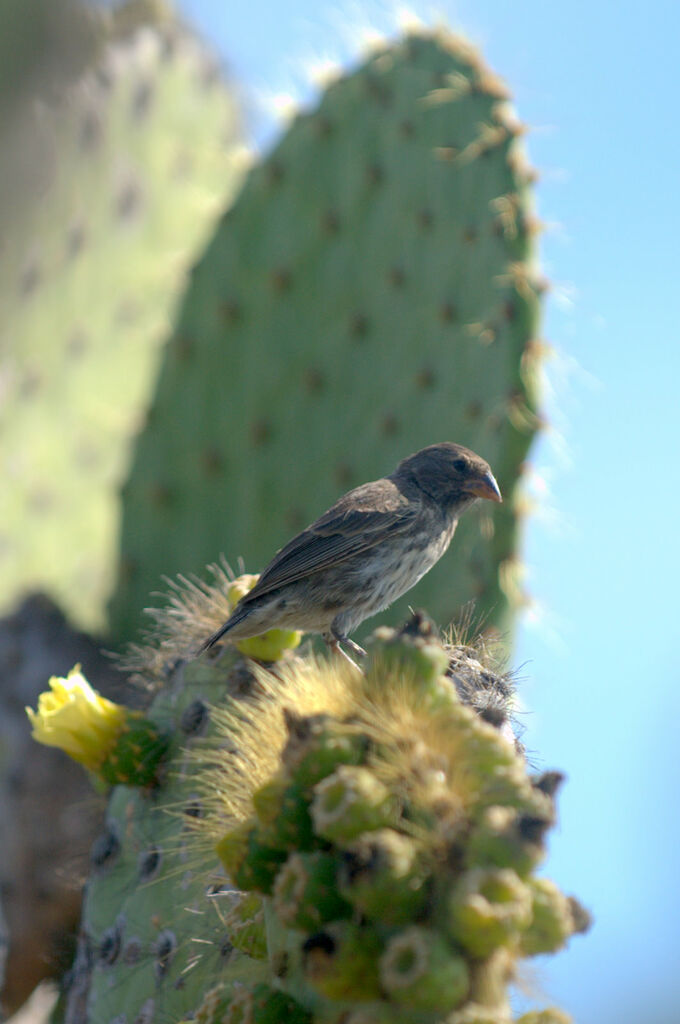 Common Cactus Finch