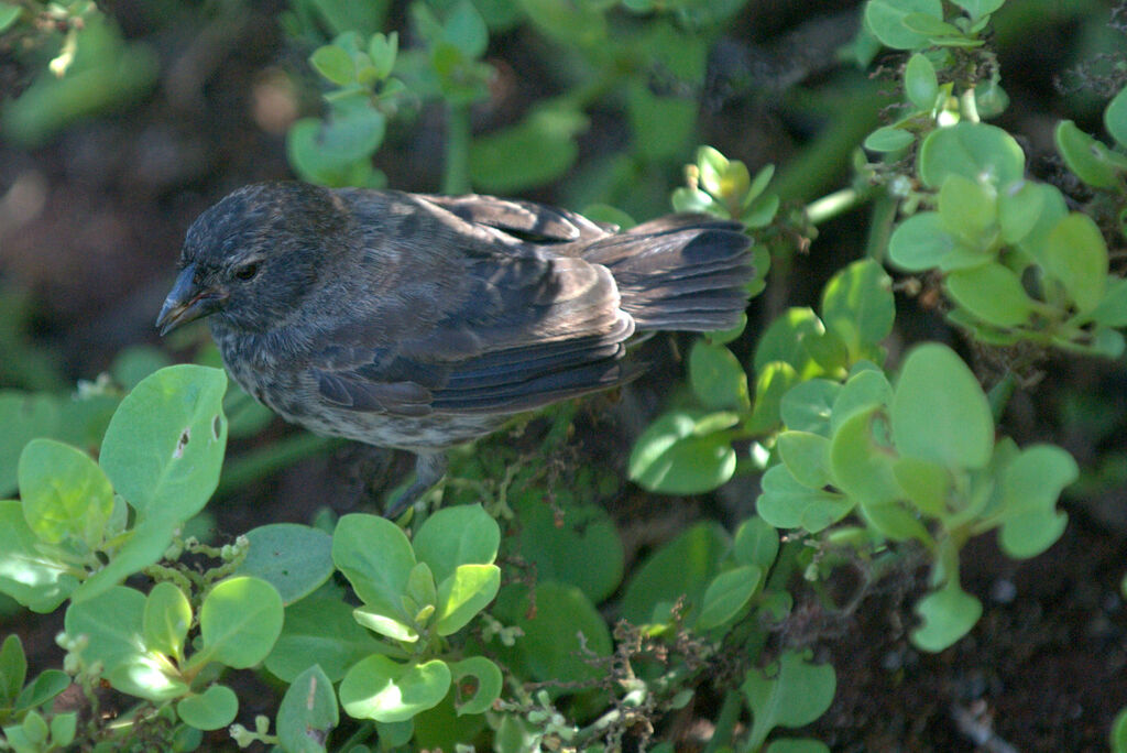 Small Ground Finch