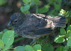 Small Ground Finch