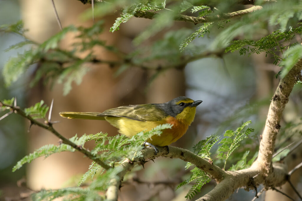 Orange-breasted Bushshrike