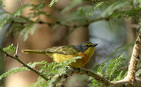 Orange-breasted Bushshrike