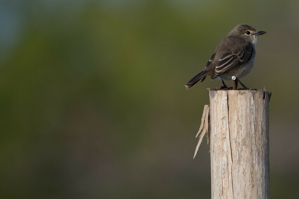 Ashy Flycatcher