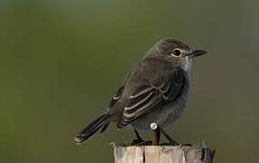 Ashy Flycatcher