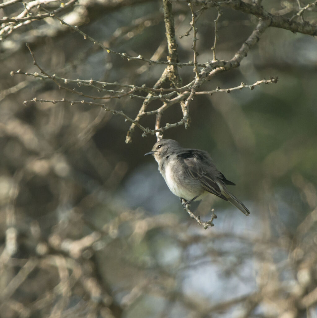 African Grey Flycatcher