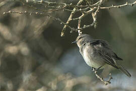 African Grey Flycatcher