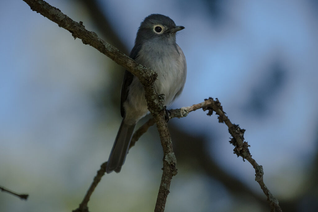 White-eyed Slaty Flycatcher