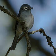 White-eyed Slaty Flycatcher