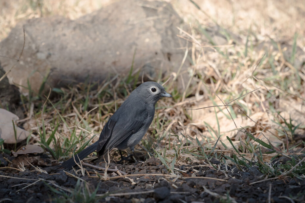 White-eyed Slaty Flycatcher