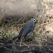 White-eyed Slaty Flycatcher