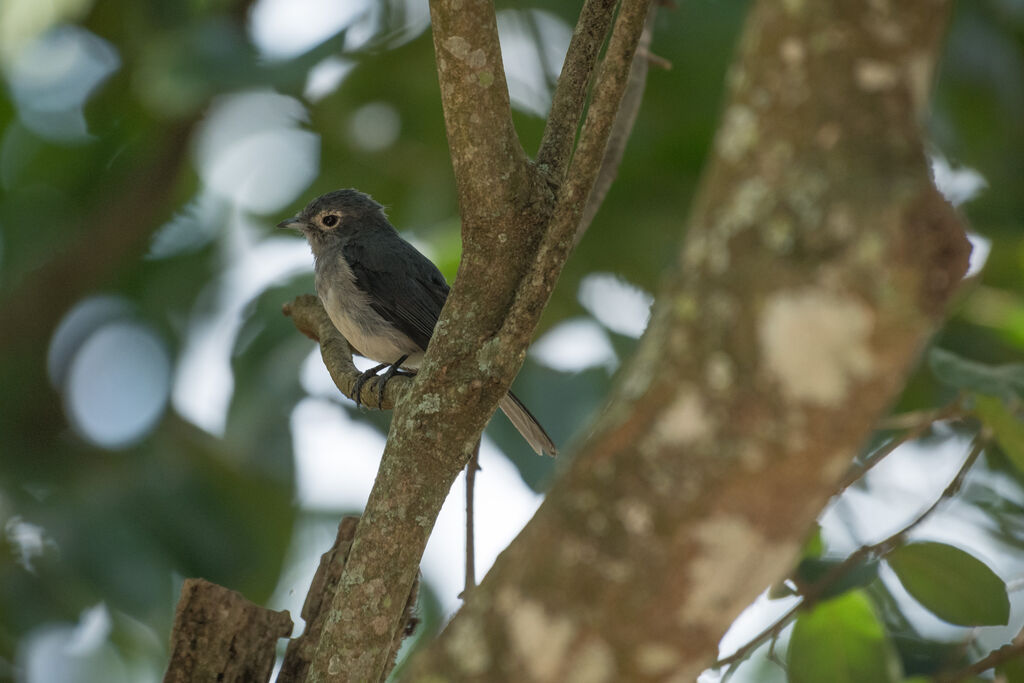 White-eyed Slaty Flycatcher