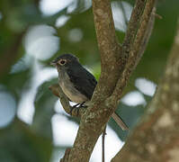 White-eyed Slaty Flycatcher