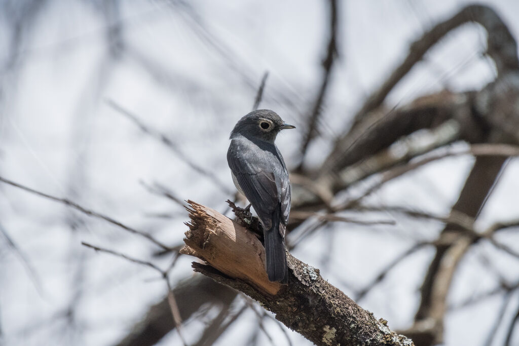 White-eyed Slaty Flycatcher