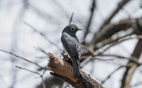 White-eyed Slaty Flycatcher