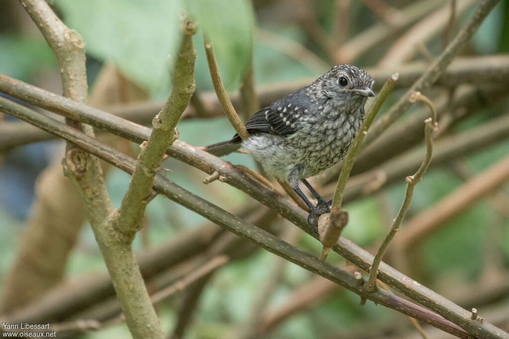 Gobemouche de Fischerjuvénile, identification